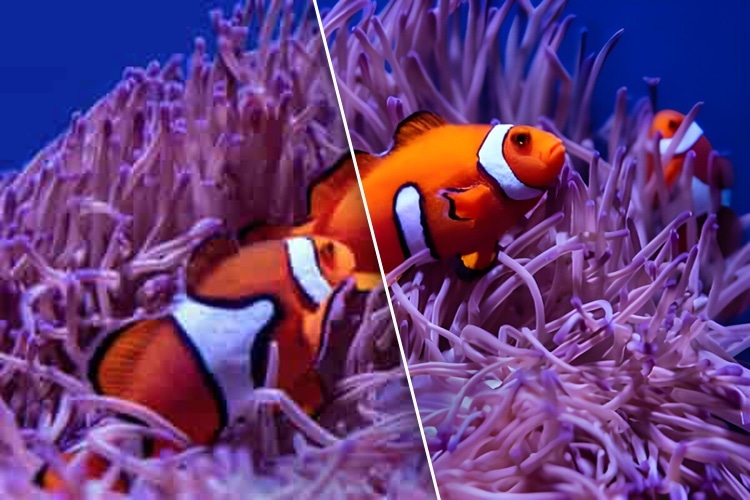 Clean your images of compression artifacts